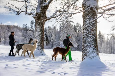 1bayern-bayerischer-wald-alpaka-wandern-3010 winter schnee