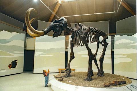 Mammutmuseum
